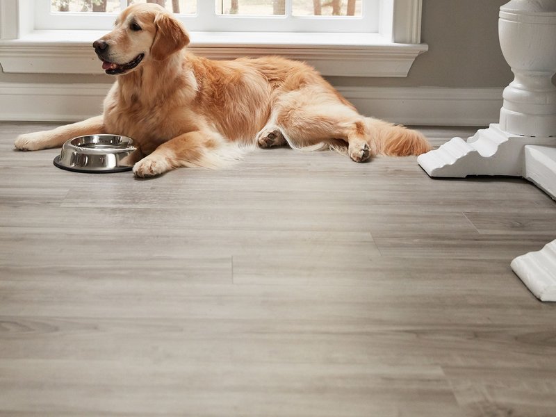 Golden retriever on vinyl floor