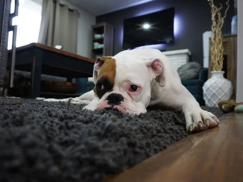 dog-laying-on-carpet